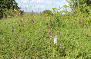 Field of Orchids