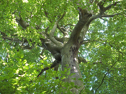 Beechwoods Provide a Rich Habitat for Wildlife in the Chilterns