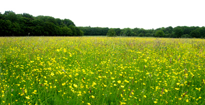 Buttercup Meadow on the Chiltern Way Footpath