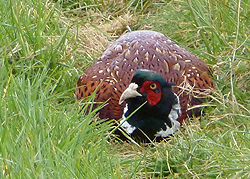 Pheasant in the Chilterns