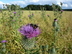 Bees on Thistles